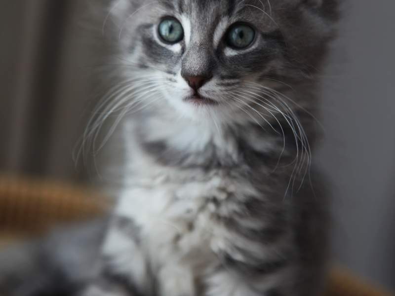 kitten photo